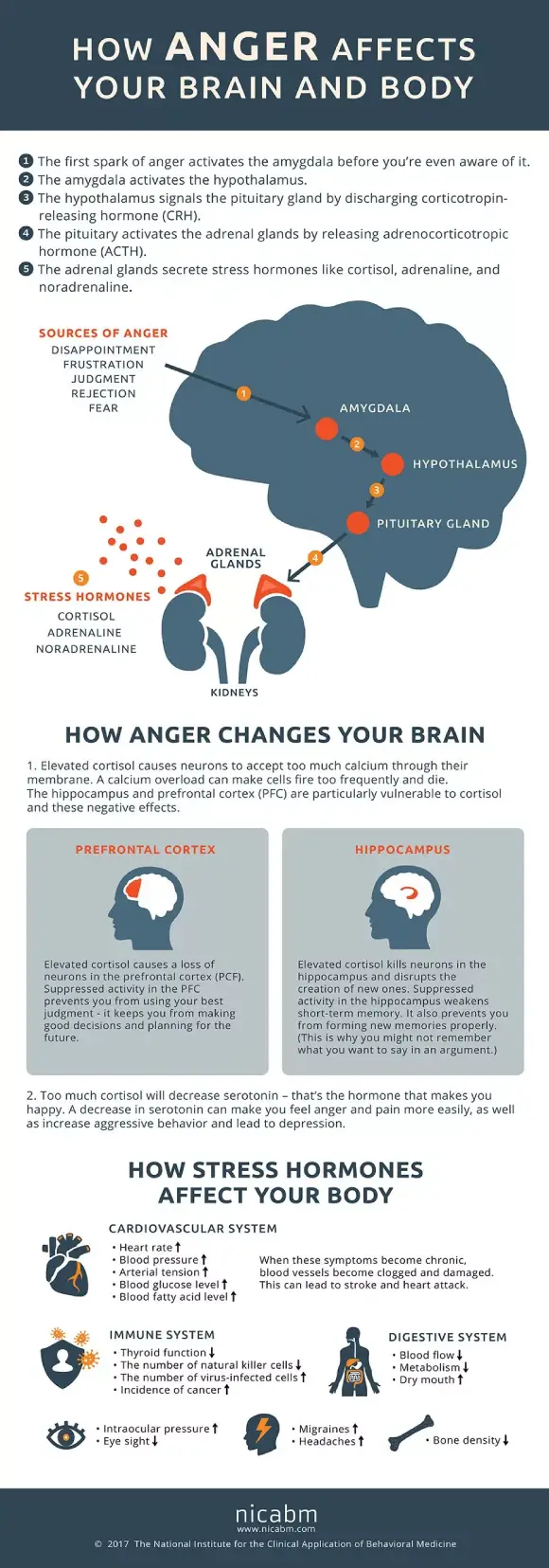 What happens to our brain when we are angry